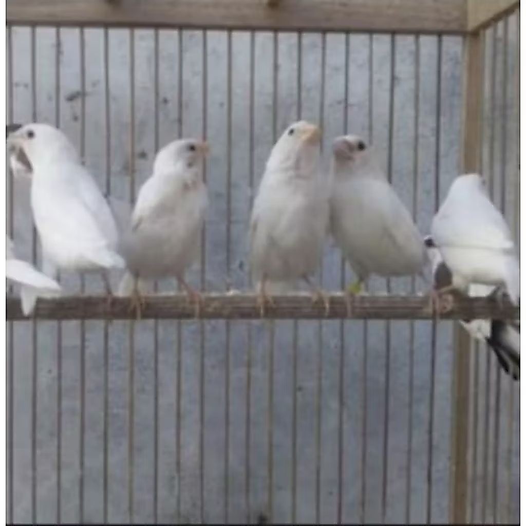 BURUNG EMJE/EMPRIT JEPANG PUTIH SATUAN