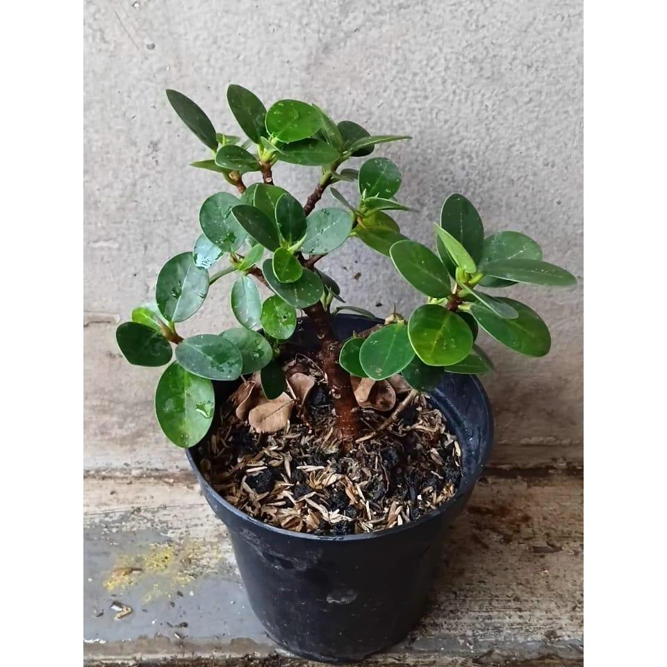 tanaman bahan bonsai,tanaman hias karet mikro,bonsai dolar mikro,beringin dolar mangkok