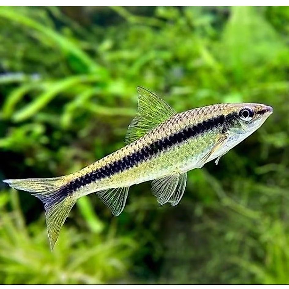 ikan SAE siamese algae eater pembersih alga