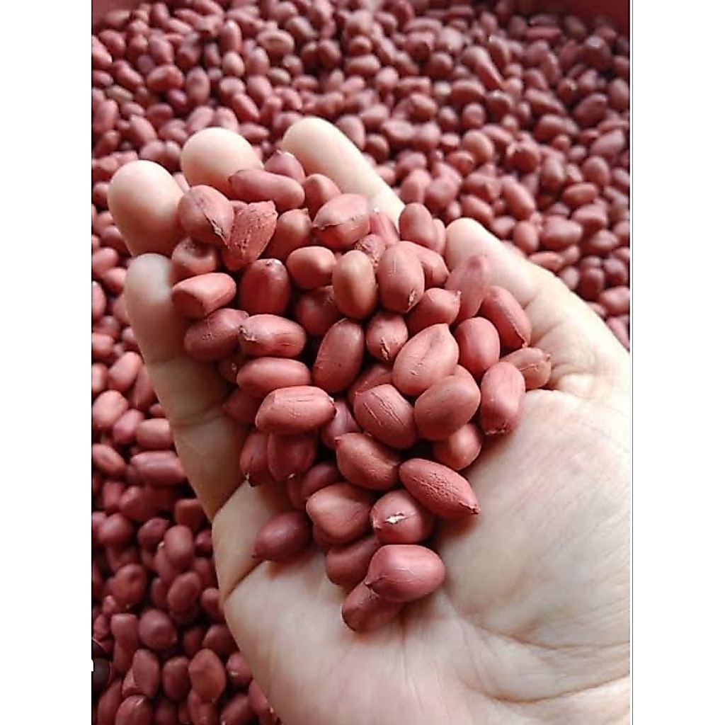 500 gr bibit kacang tanah merah. kacang tanah merah