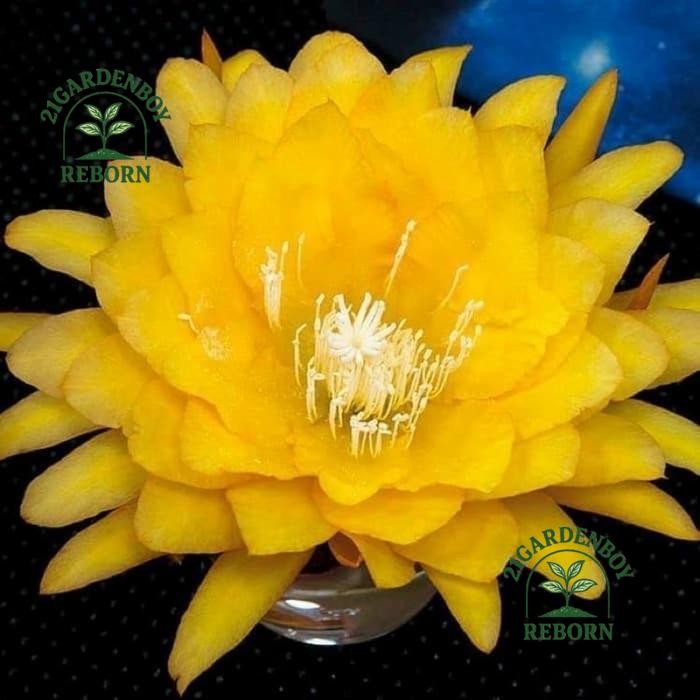 (BISA COD) Wijaya kusuma kuning / tanaman hias wijaya kusuma bangkok .