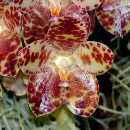 Anggrek Phalaenopsis Gigantea