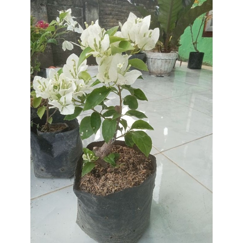 (PTR-FLORA) Bougenville ekor musang putih