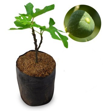 Tanaman Buah Tin Green Yordan Taman - Tanaman Buah Dalam Pot - Bibit Buah Hasil Okulasi - Bibit Buah