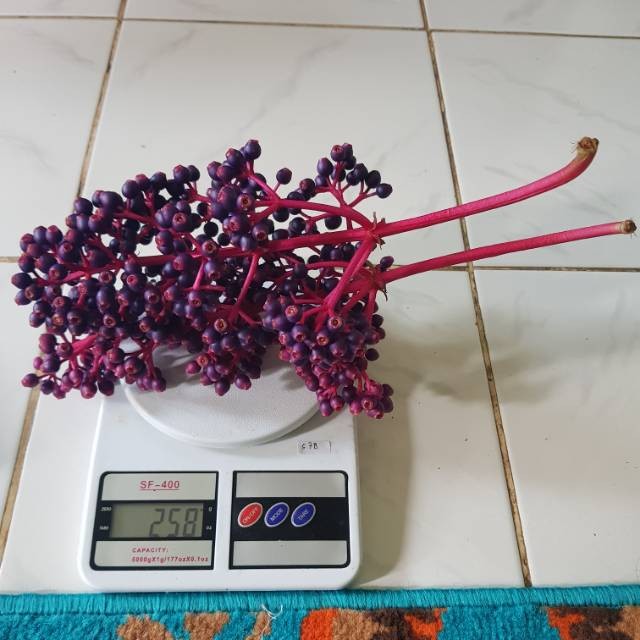 

PROMO Parijoto 20 Gram sampai 250 Gram MURAH, FREE TESTPACK untuk pembelian minimal 250 gram ASLI MURIA