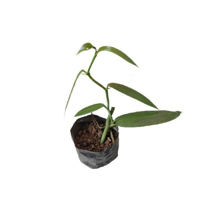 New- Bibit vanili 1 ruas cut vanilla paneli vaneli vania kualitas unggul
