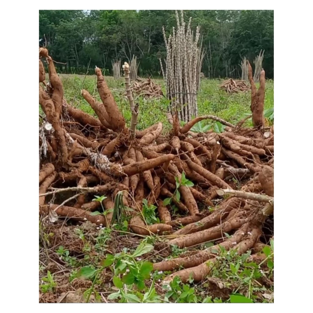 

singkong mentah 1kg / singkong Empuk singkong gurih singkong roti