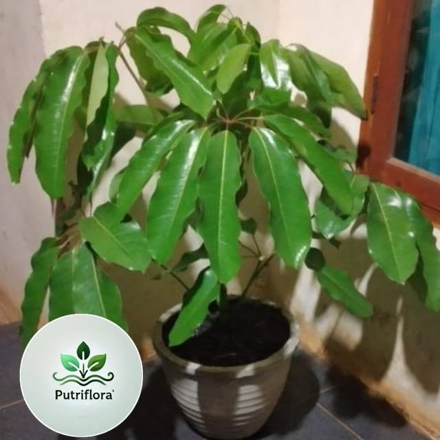 Tanaman Hias Walisongo-Tanaman Indoor- Walisongo Daun Besar