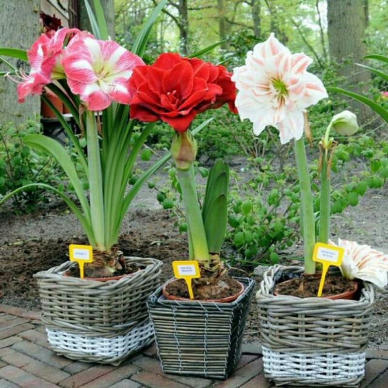 Paket 3 umbi bunga amarylis