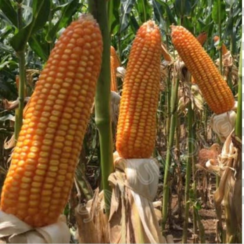 1KG benih JAGUNG hibrida NK6172 PERKASA bibit benih jagung super