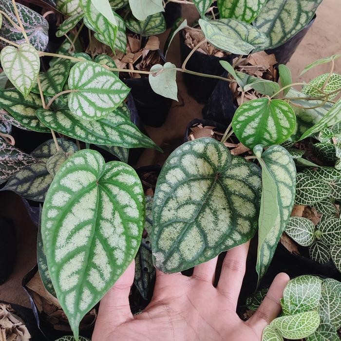 Tanaman Hias Sirih Piper Sylvaticum - Sirih Piper - Merambat