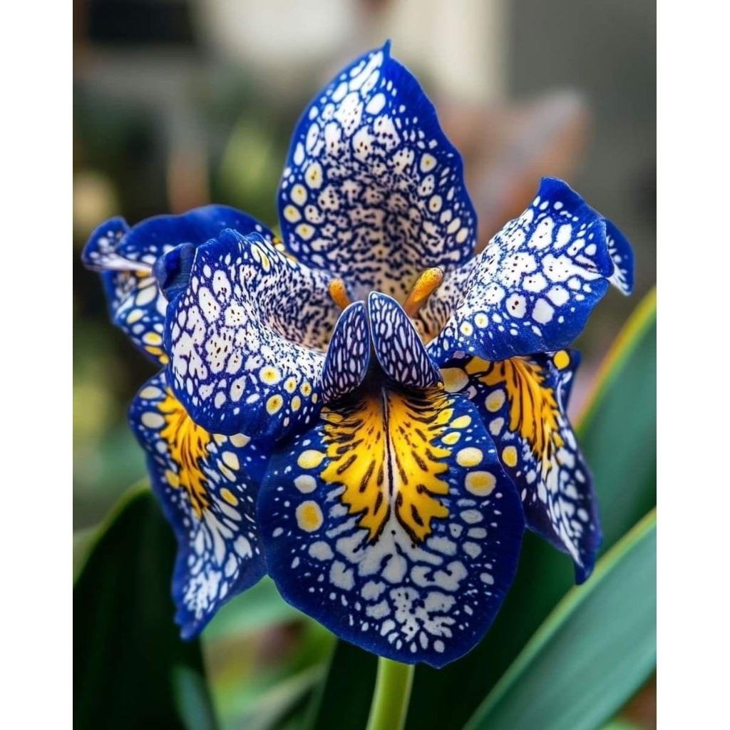 PROMO!!ANGGREK DENDROBIUM DEWASA / BUNGA ANGGREK DENDROBIUM DEWASA / BUNGA HIAS ANGGREK