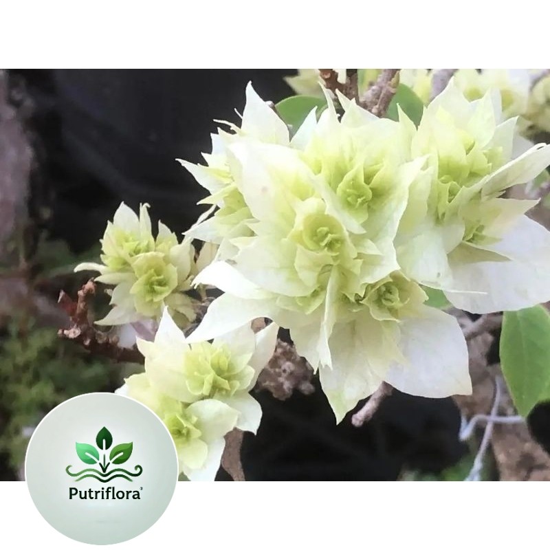 NEW Promo Bibit Bougenville Hawai Putih Original