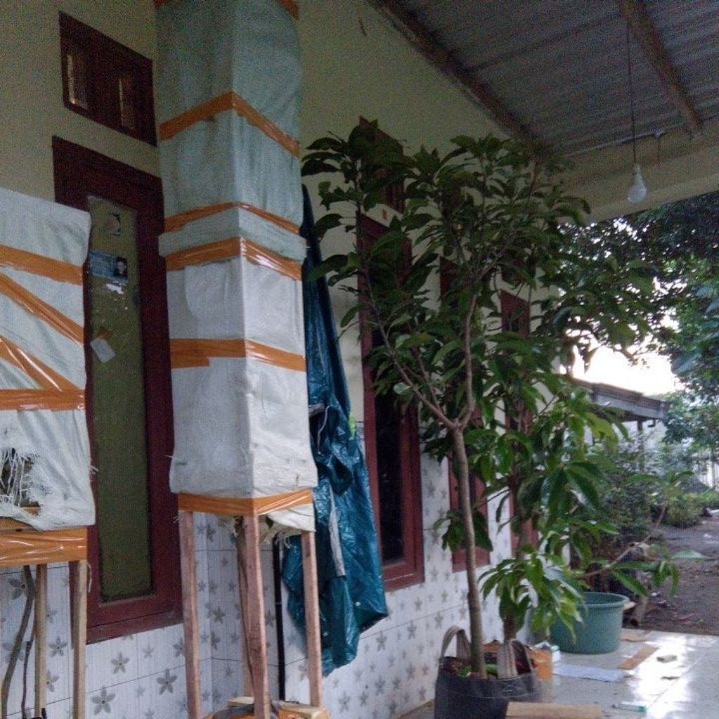 (CANGKOKAN ) Indukan JAMBU AIR TAIWAN super green valid