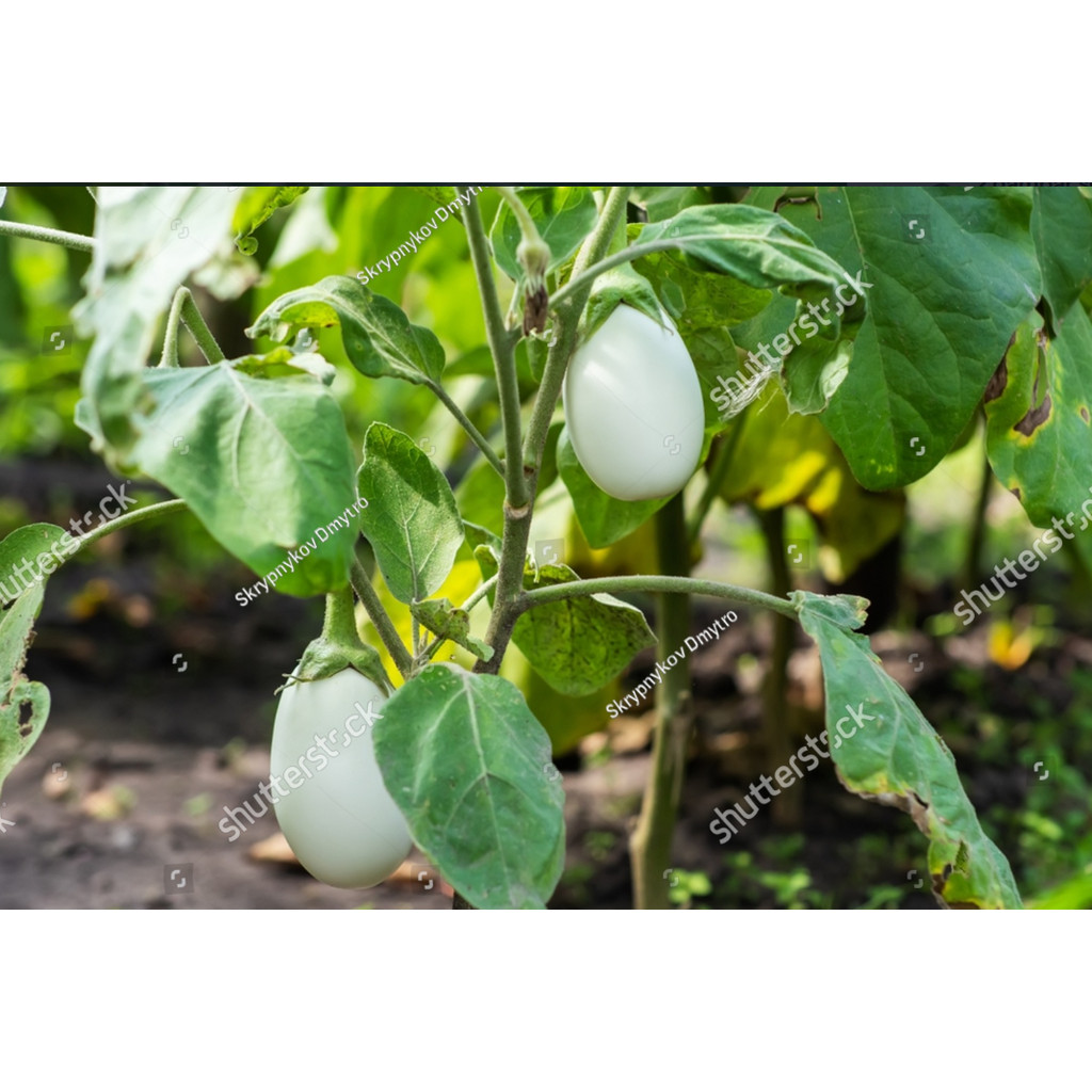 PLB bibit terong bulat putih