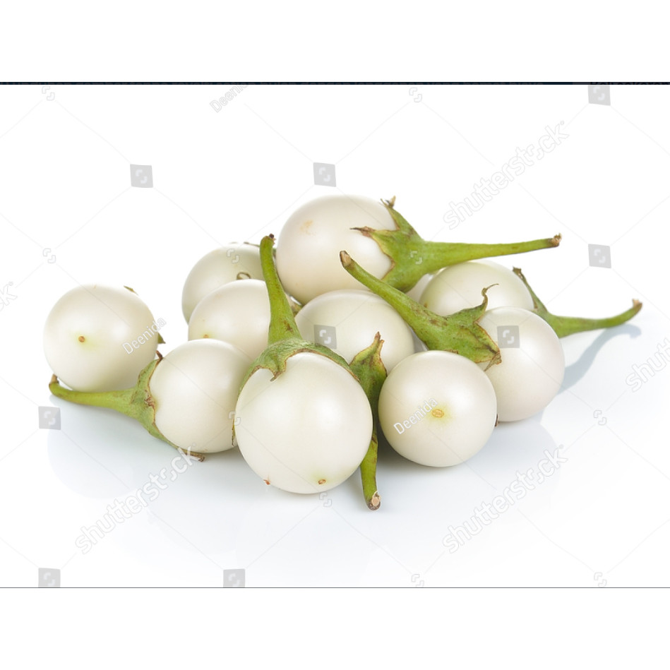 SC bibit terong bulat putih