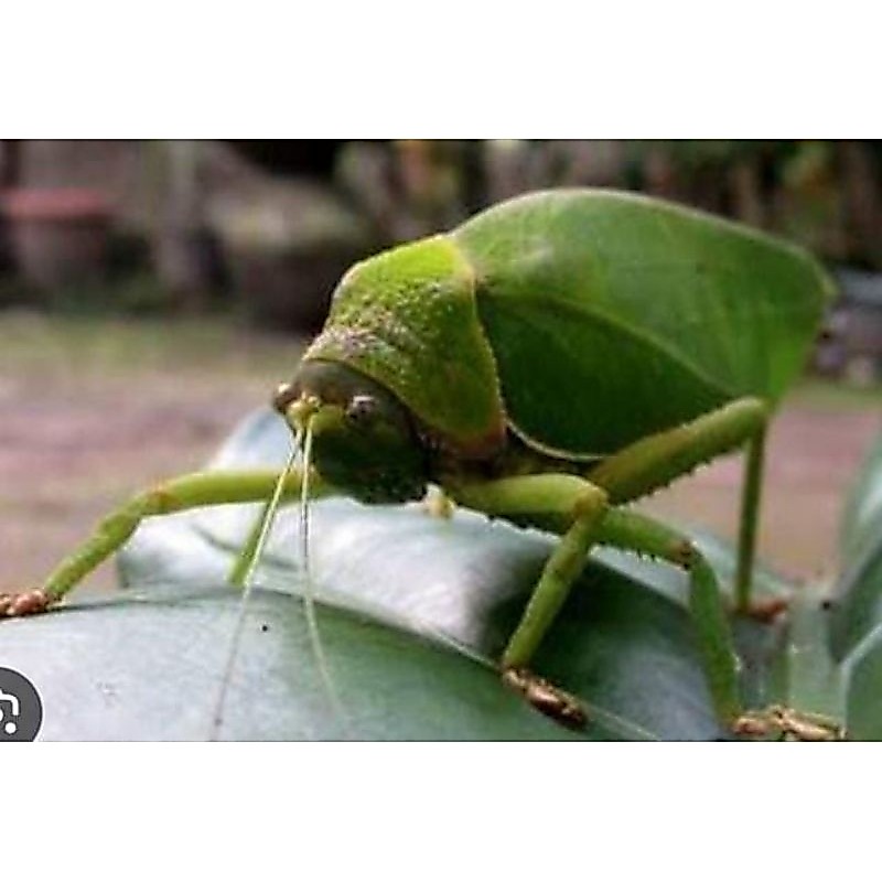 Walang ecek/belalang daun/phyllium fulchrifolium