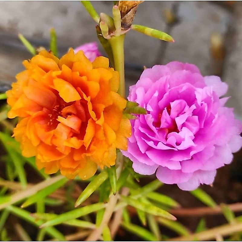 Bunga Portulaca Portulala, Rose Moss, Stek Krokot Bibit Krokot Warna Warni Tanaman Hias Krokot Tumpu