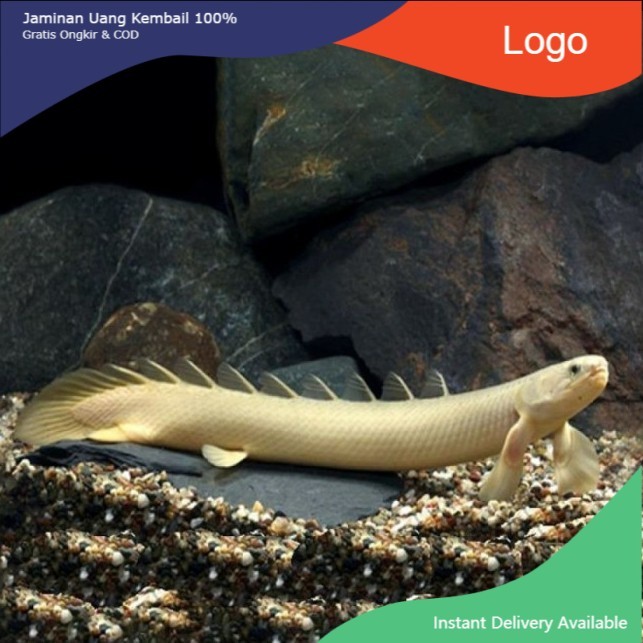 IKAN PALMAS / NAGA AIR TAWAR / IKAN PREDATOR / IKAN HIAS AQUASCAPE