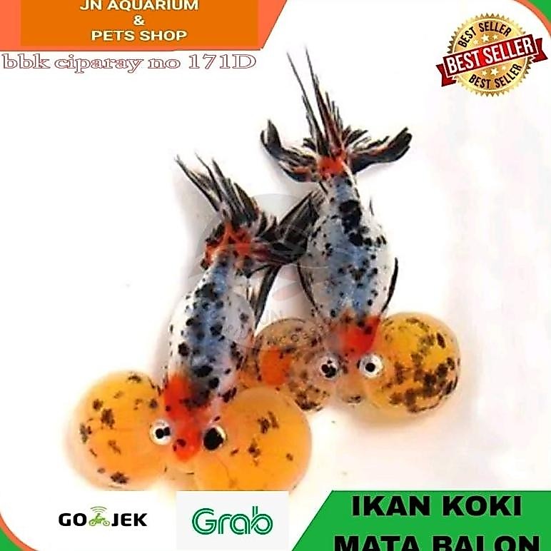 IKAN HIASA BABY KOKI MATA BALON / IKAN MAS KOKI BUBBLE EYE AQUARIUM