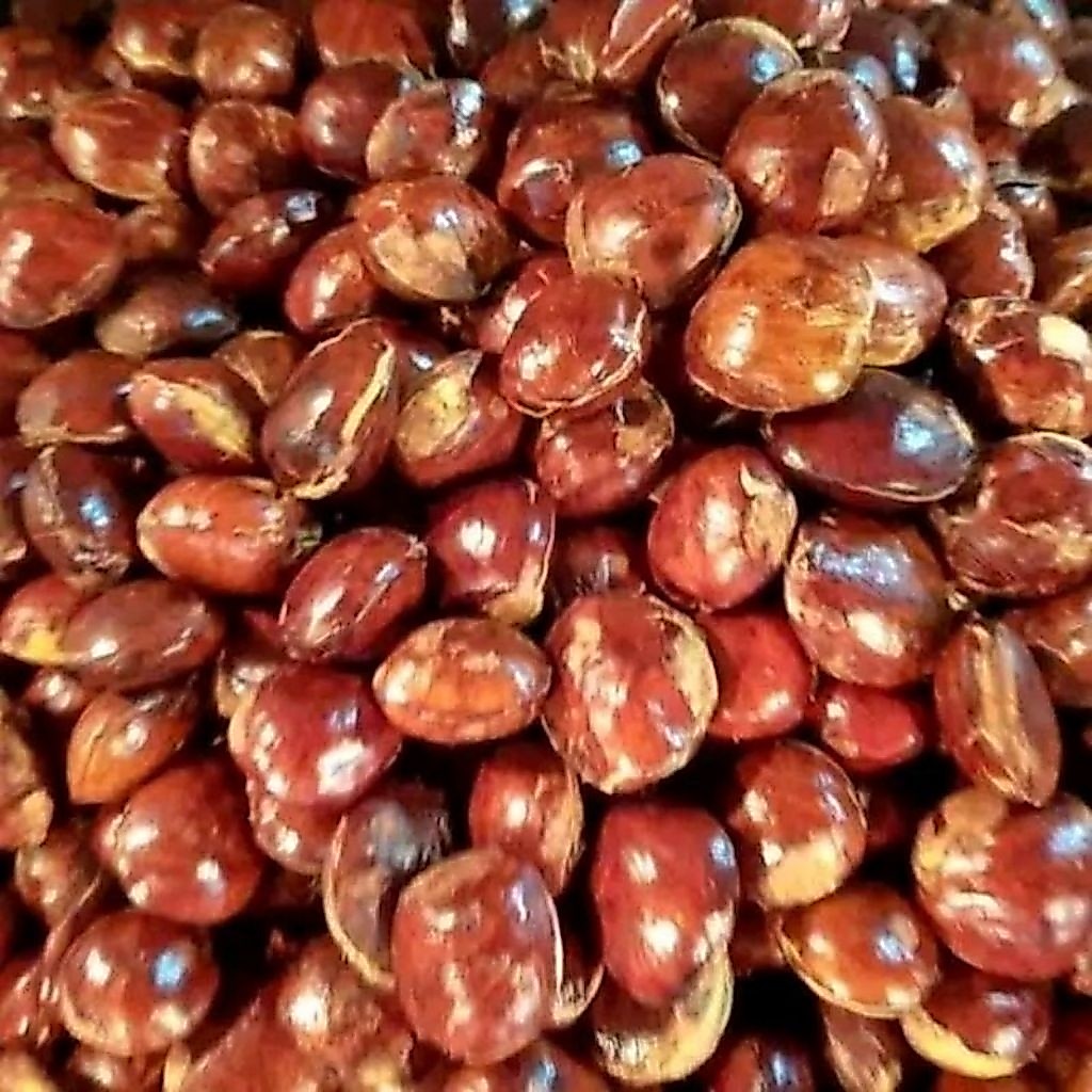 jengkol tua jengkol lalap