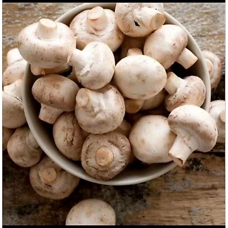 Jamur Kancing Champignon Segar