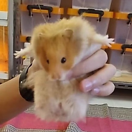 Hamster Syrian Short/Longhair