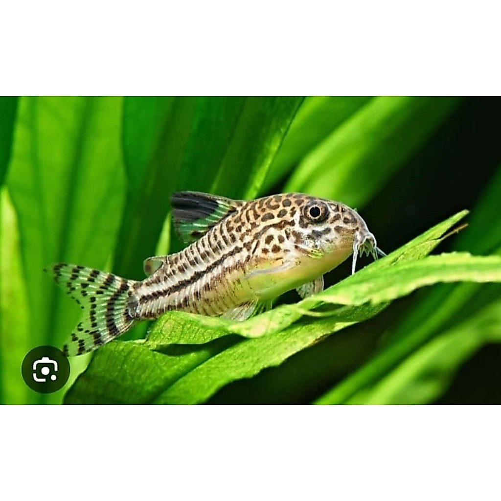 Ikan Hias Corydoras Julii Catfish - Pembersih Dasar Aquarium Aquascape