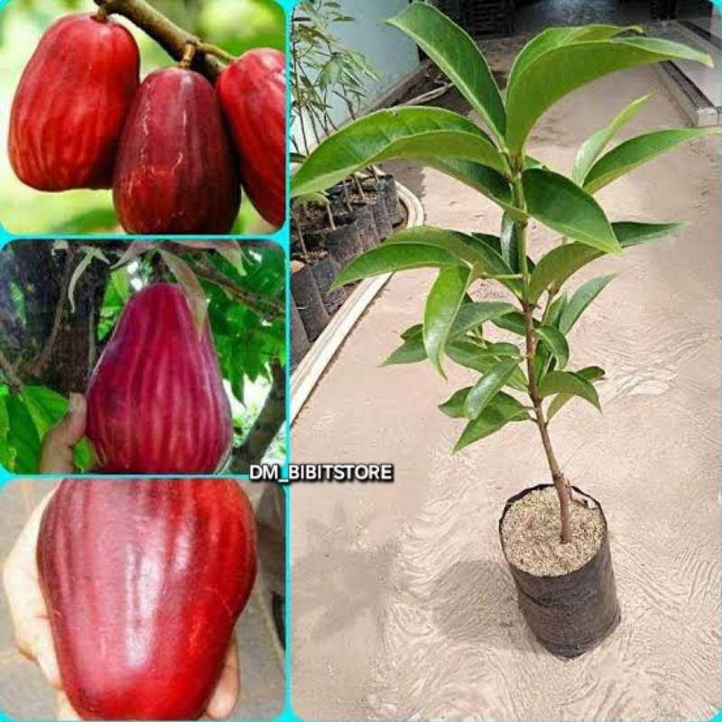 Bibit Jambu Jamaika Jumbo/ Jambu Bol Cepat Berbuah