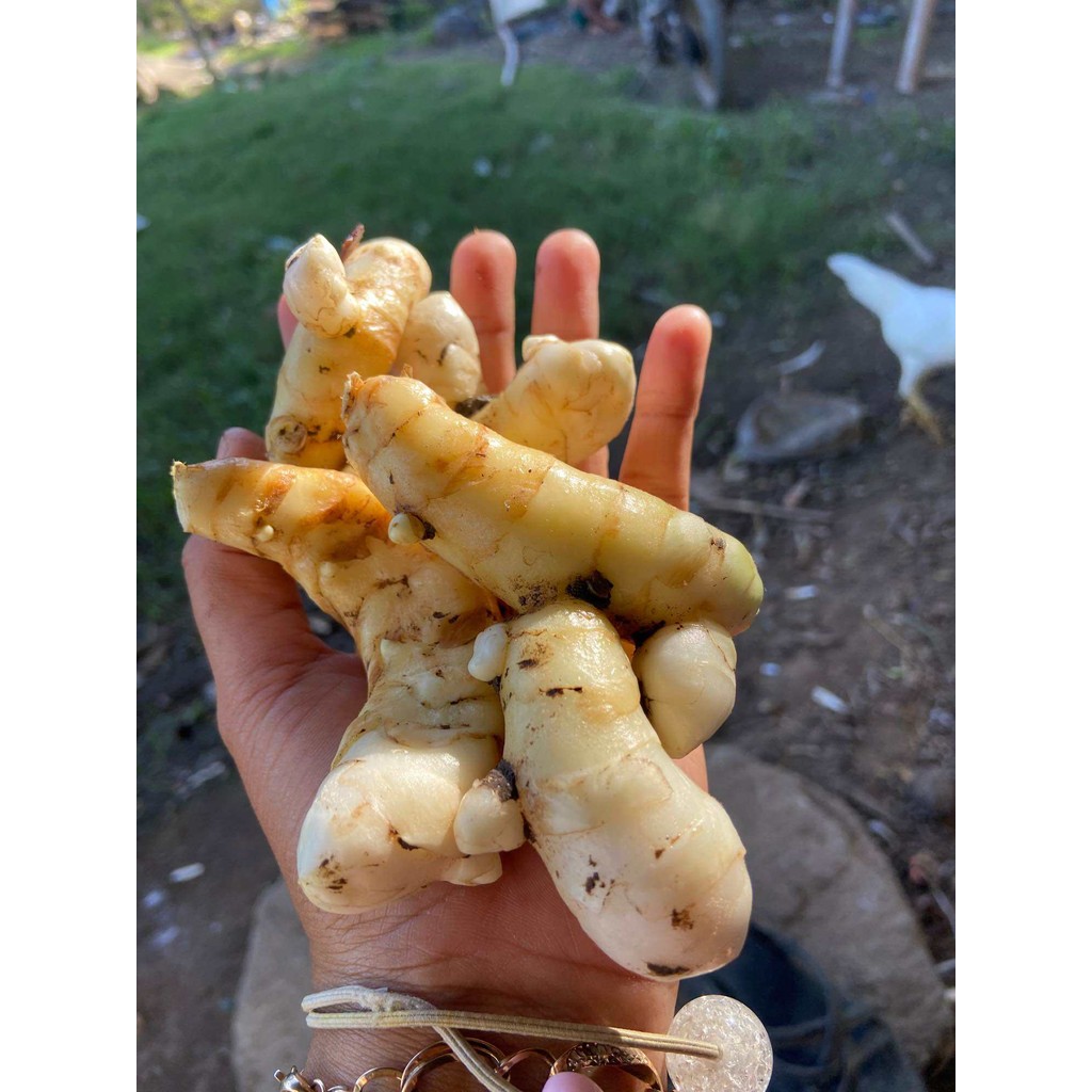 

kunyit putih segar 1 kg sudah bersih