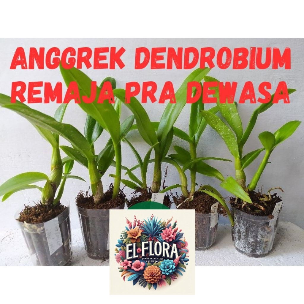 (BISA COD) TERMURAH SEDLING Anggrek Dendrobium Hybird Usia 5-7 Bulan KUALITAS TERBAIK / Bibit Tanama