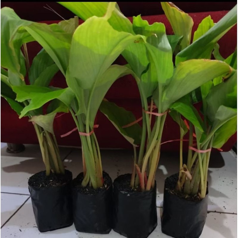 

Bibit kunyit hitam asli 100% satu tunas . Bukan temu hitam/ireng