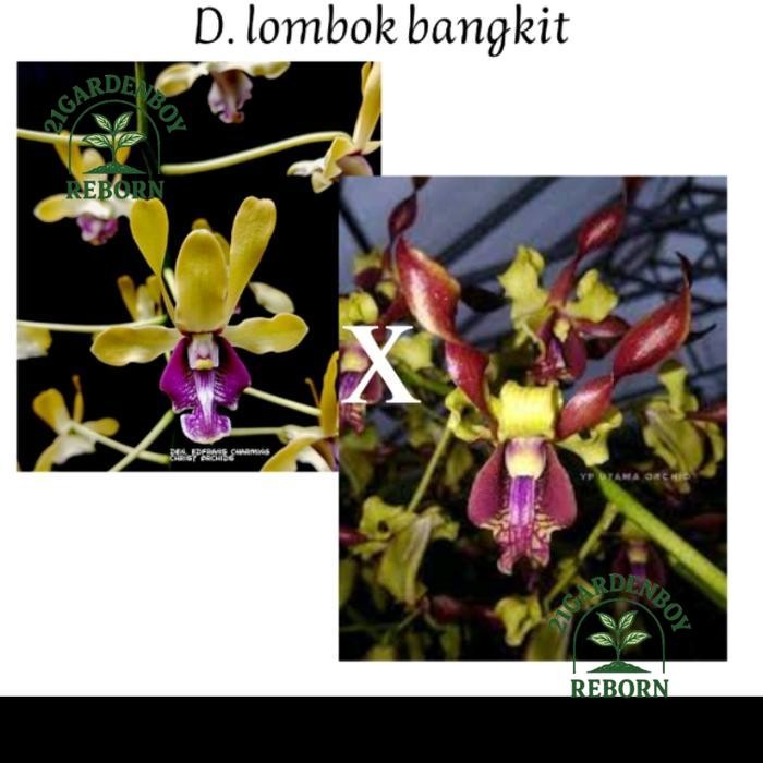 (BAYAR DI TEMPAT) dendro kriting Silangan d.edfrans charming x Lombok bangkit remaja