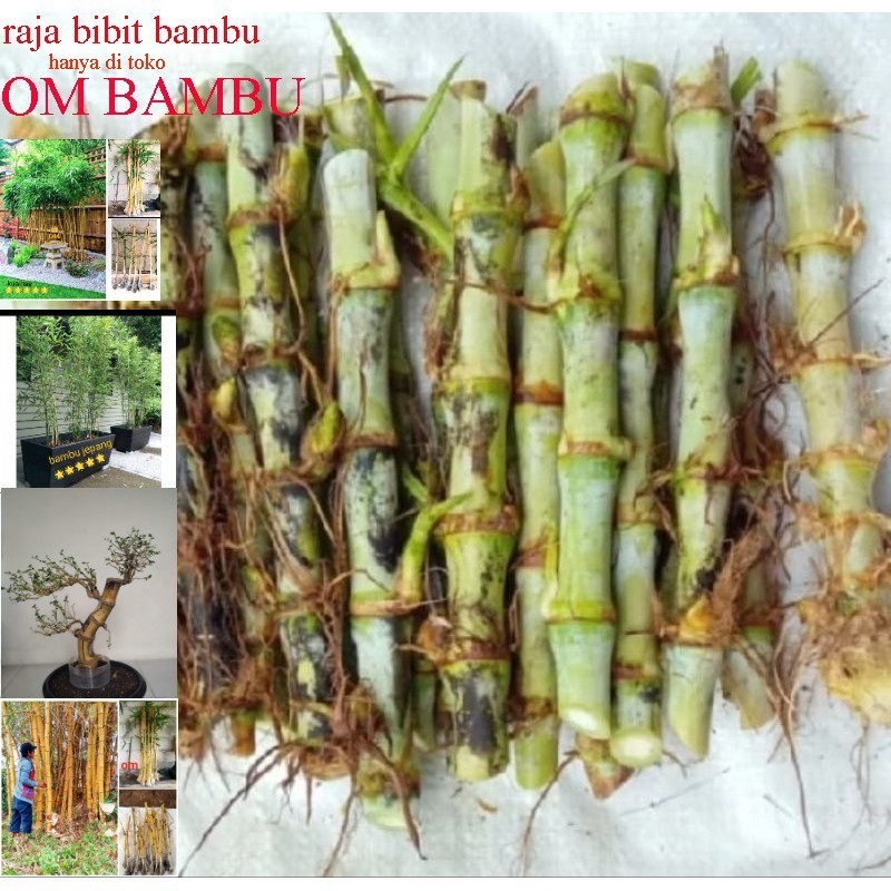 Promo COD BIBIT ODOT BIBIT RUMPUT ODOT PAKAN TERNAK HEWAN