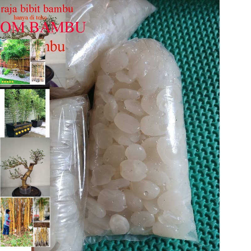 

Kolang Kaling Segar Empuk Dan Kenyal Bahan Untuk Manisan 1 KG Bersih besellr