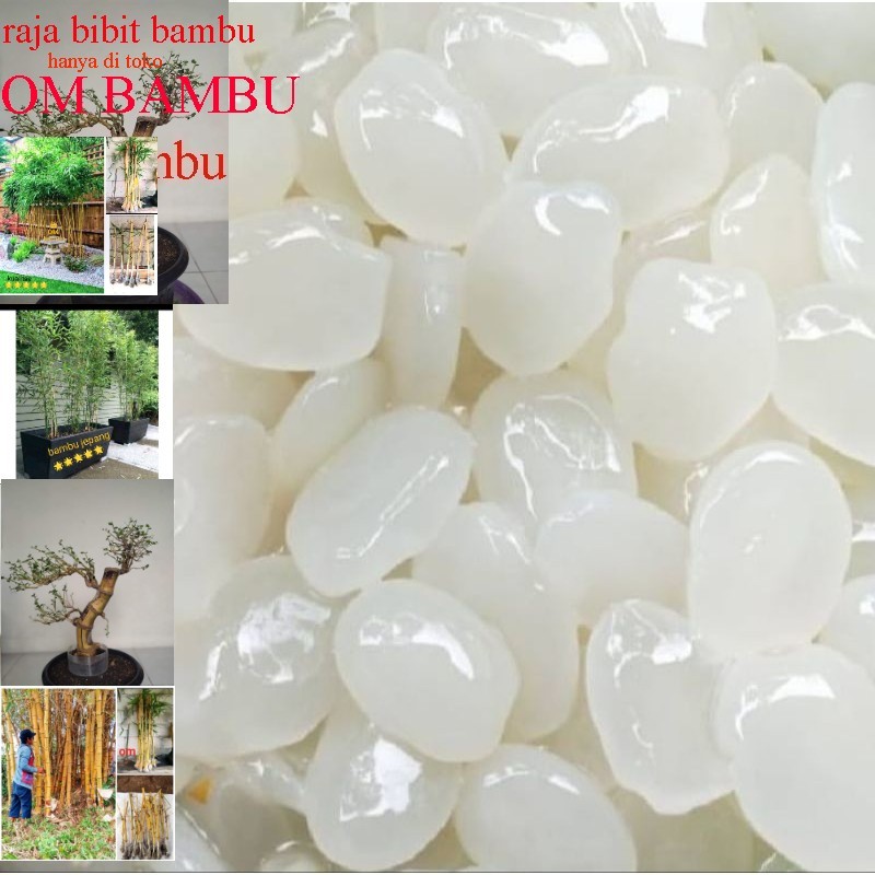 

Kolang kaling segar Kolang kaling super Kolang kaling medan bahan manisan 1kg bersih besellr