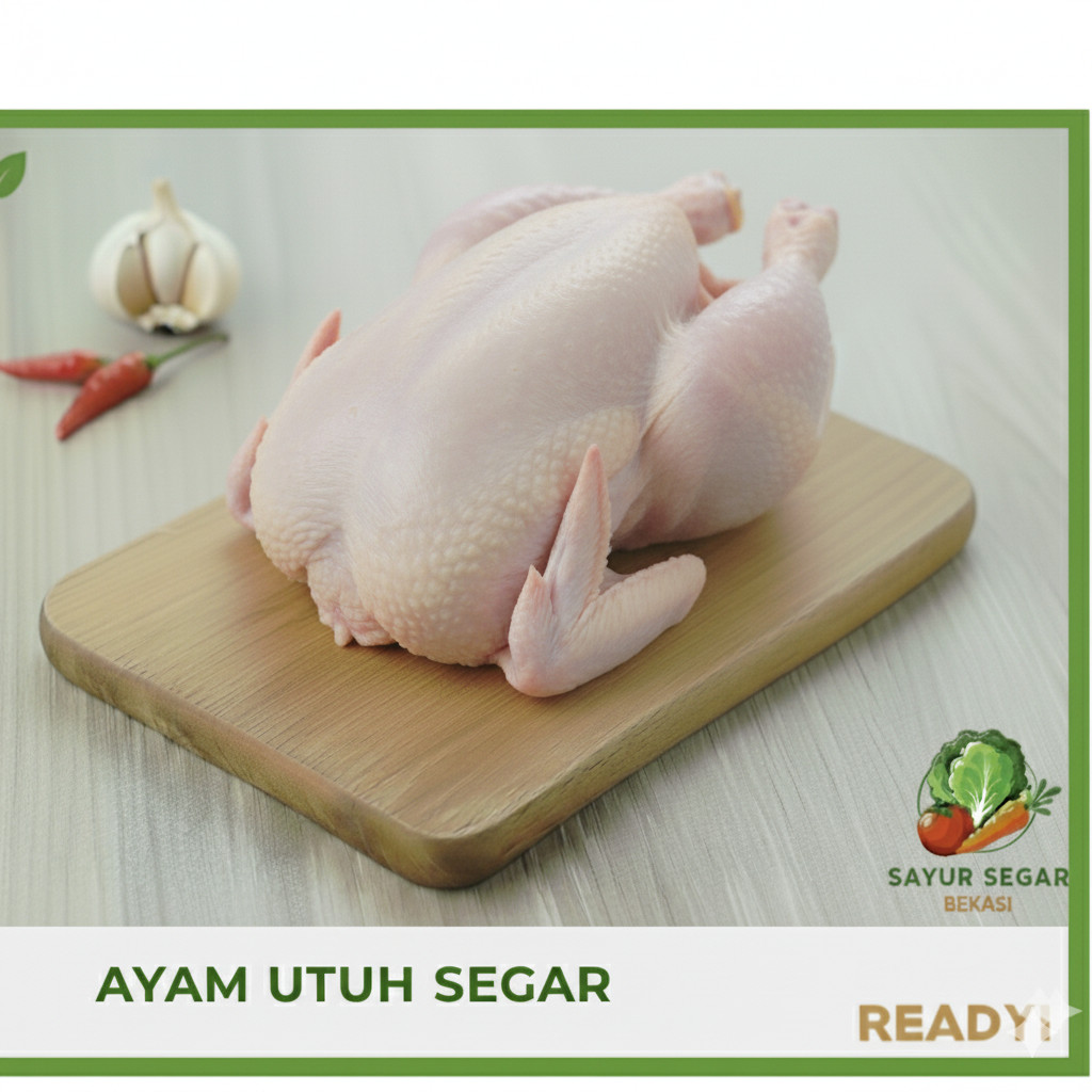 Ayam potong/ayam boiler/ayam segar