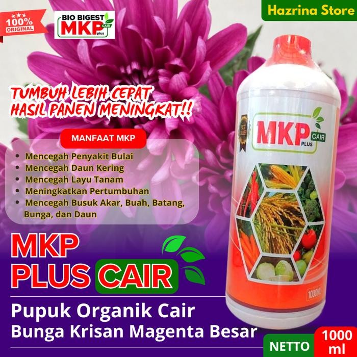 Pupuk Organik Cair MKP Cepat Berbunga – Nutrisi Akar, Batang & Daun – Bunga Krisan Magenta