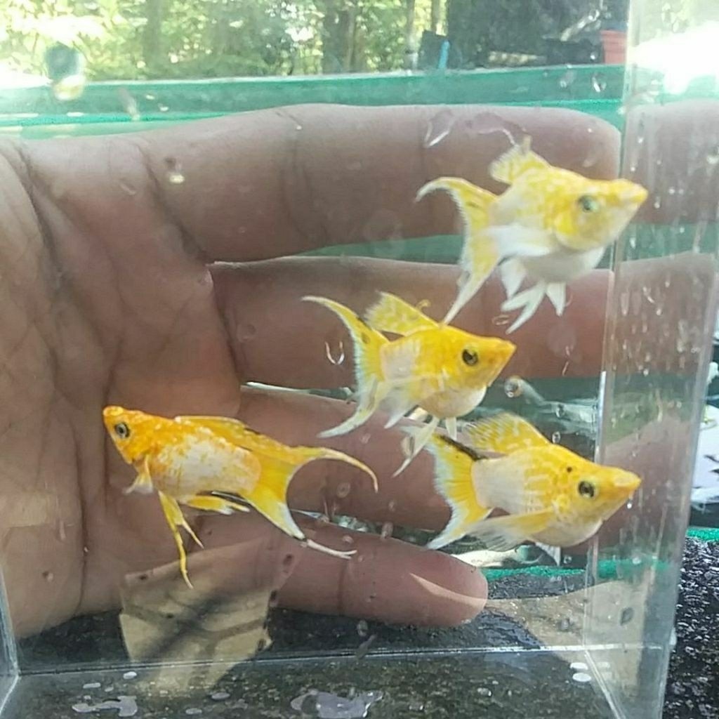 Molly balon lemon cawang