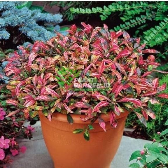 PROMO Tanaman Gantung Indoor Krokot Merah Hias Bibit Tanaman Indoor gantung