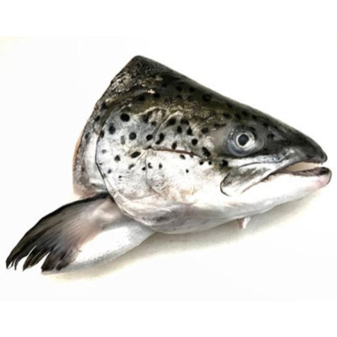 Kepala Ikan Salmon 1Kg Kepala Ikan Salmon Segar Kepala Salmon seafood Ikan Laut Ikan Segar Norwegian