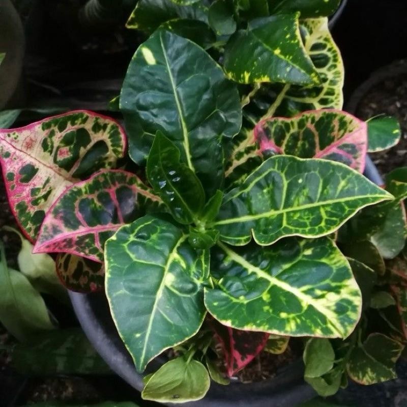 Tanaman hias puring kura - Puring kura kura