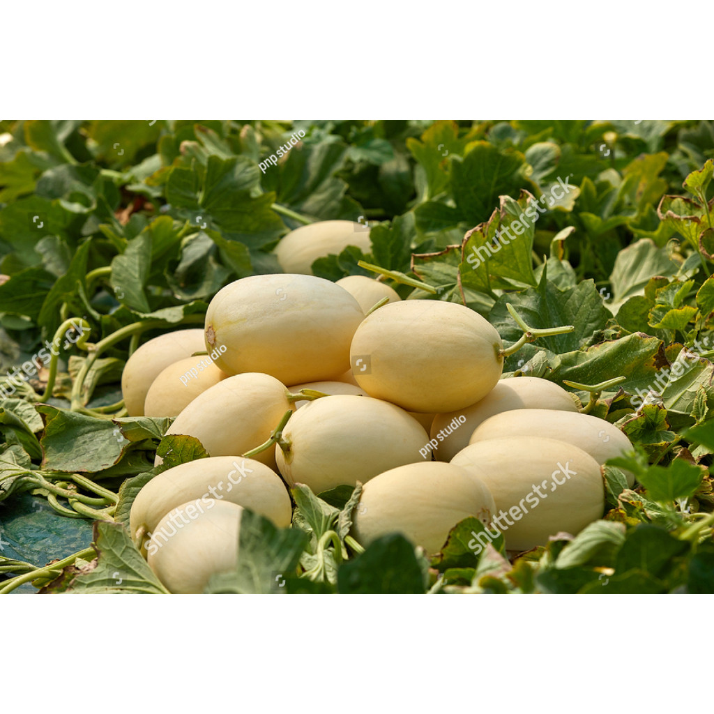 Bibit Benih Buah Melon Madu Putih