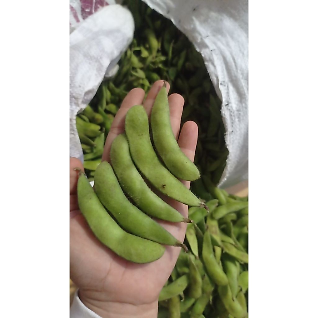 edamame / kacang edamame / kedelai edamame fresh