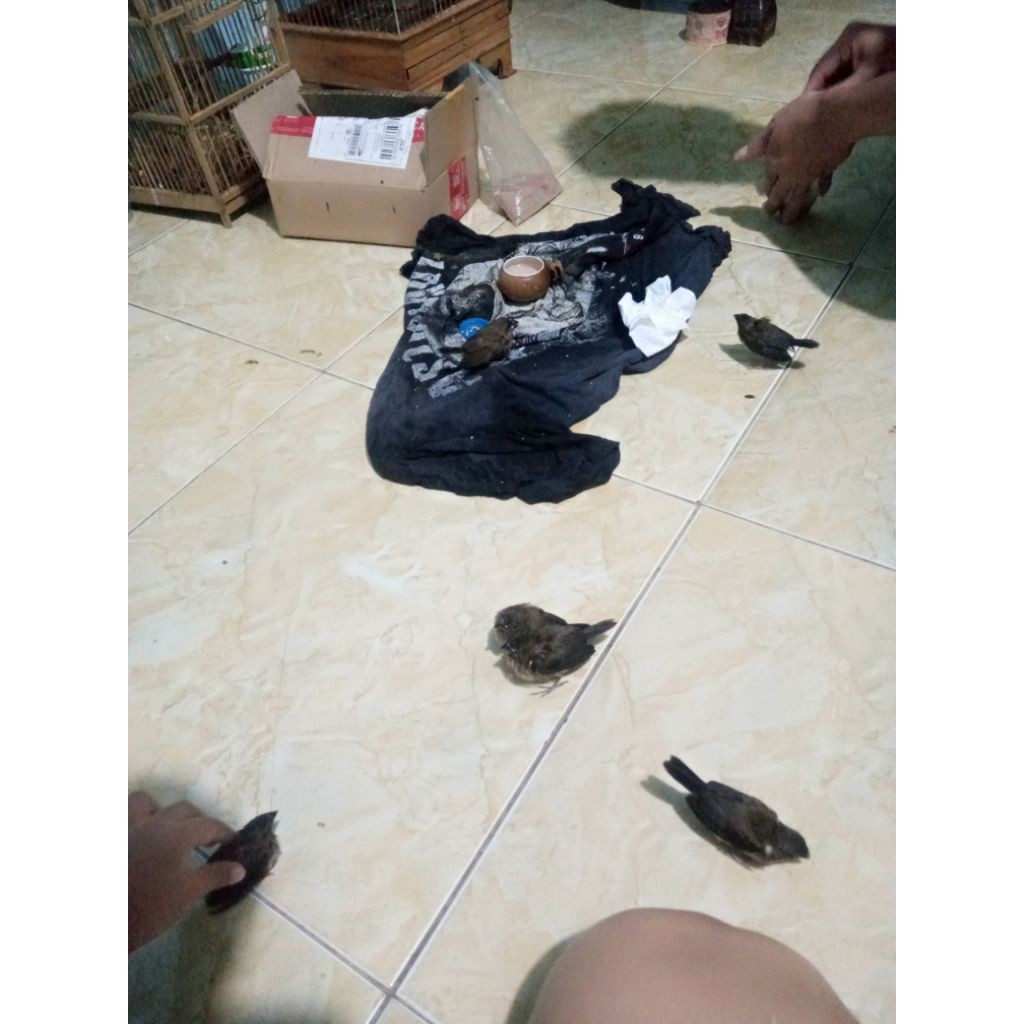 pakan burung ukuran 13 grain isi 250 pcs     Berkualitas