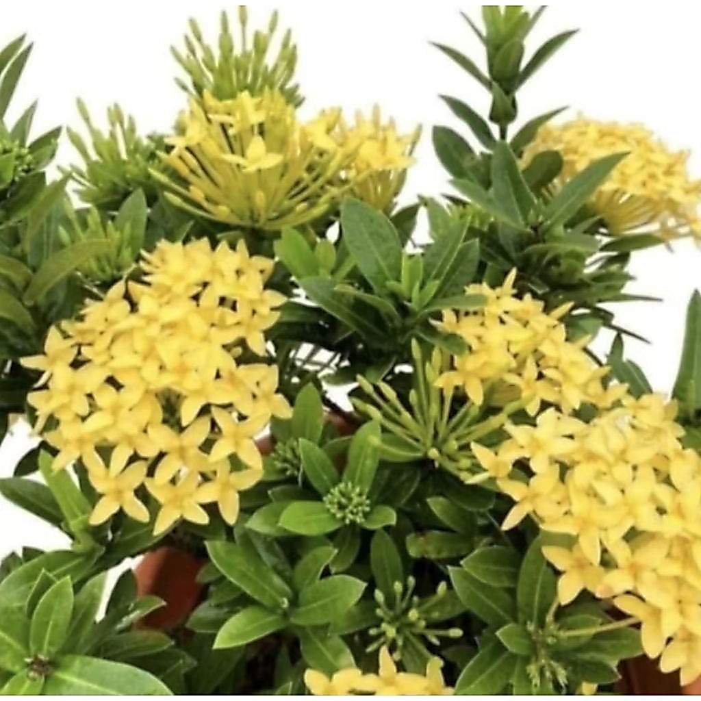 Tanaman Hias Pohon Soka Bunga Kuning/ Pohon Soka Kuning