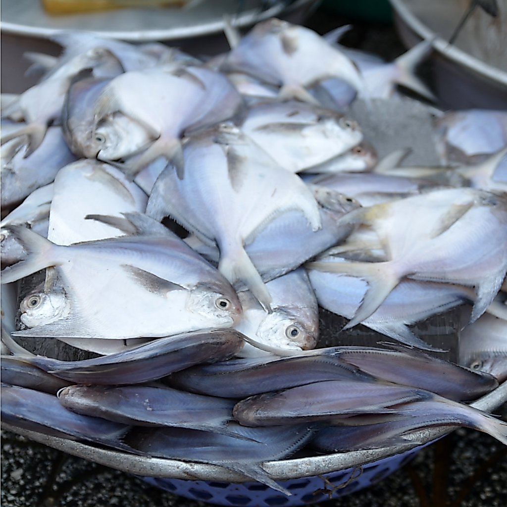 BAWAL LAUT PUTIH KECIL ± 500 GR