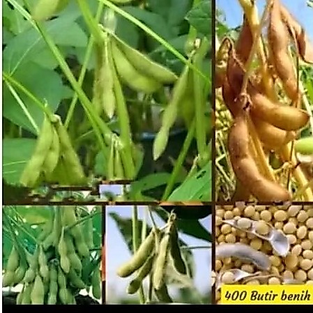 Biji benih kacang kedelai varietas anjasmoro