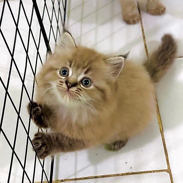 Kucing ras ragdoll British Scottish munchkin persia peaknose