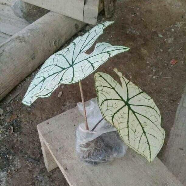 

Bibit talas hias/keladi putih